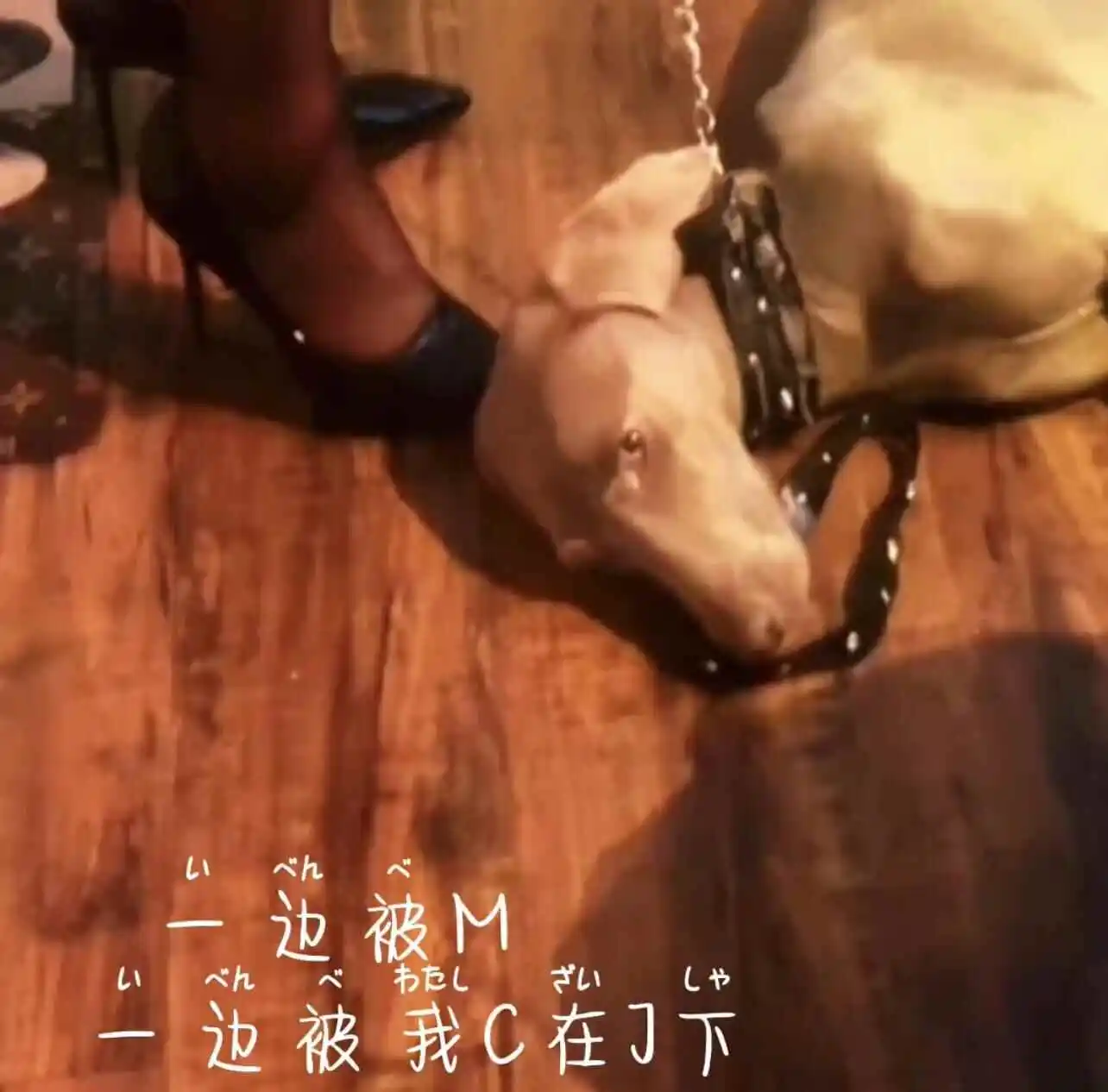 西檬之家-字母圈入门：从新人到进阶的权威指南